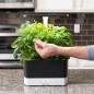 AeroGarden Harvest: Grow Fresh Herbs & Veggies Indoors All Year! Enjoy Delicious Homegrown Flavors Now! AeroGarden Harvest: Grow Fresh Herbs & Veggies Indoors All Year! Enjoy Delicious Homegrown Flavors Now!